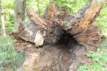 An empty, rotten trunk of a large tree fallen in a green deciduous forest.