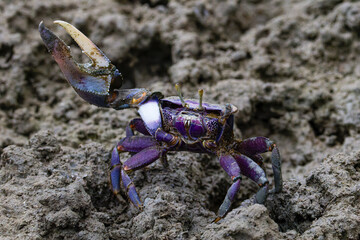 Close-up of a colorful (Uca Tangeri) Fiddler Crab crab with a large claw on a muddy surface.