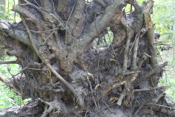 Close-up of the roots of a fallen large tree in a dense forest.