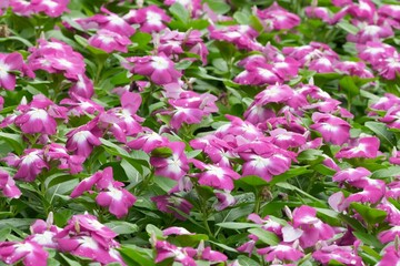 Fototapeta premium Flowers in a public park in Bangkok, Thailand