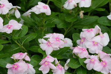 Flowers in a public park in Bangkok, Thailand