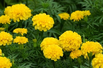 Flowers in a public park in Bangkok, Thailand