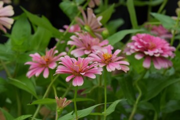 Obraz premium Flowers in a public park in Bangkok, Thailand