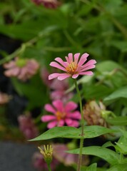 Obraz premium Flowers in a public park in Bangkok, Thailand