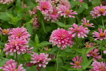 Flowers in a public park in Bangkok, Thailand