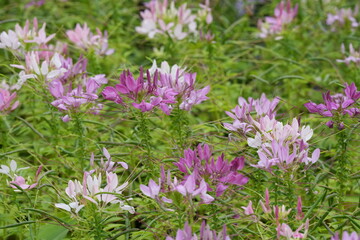Fototapeta premium Flowers in a public park in Bangkok, Thailand