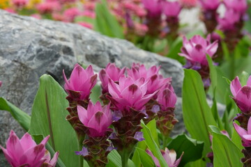 Flowers in a public park in Bangkok, Thailand