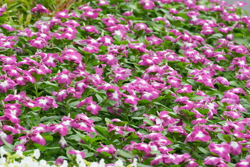 Flowers in a public park in Bangkok, Thailand