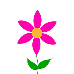 pink flower isolated on white background