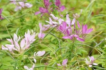 Flowers in a public park in Bangkok, Thailand