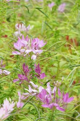 Obraz premium Flowers in a public park in Bangkok, Thailand