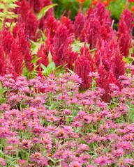 Flowers in a public park in Bangkok, Thailand