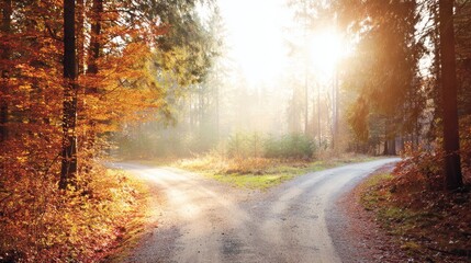 Obraz premium Sunlit Forest Path in Autumn