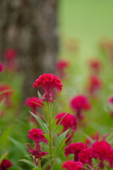 Fototapeta premium Flowers in a public park in Bangkok, Thailand