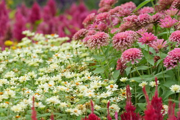 Obraz premium Flowers in a public park in Bangkok, Thailand
