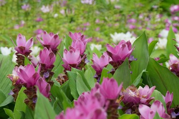 Flowers in a public park in Bangkok, Thailand
