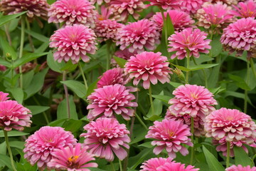 Flowers in a public park in Bangkok, Thailand