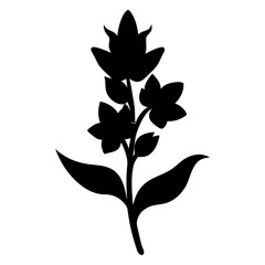 watsonia lepida silhouette  vector on white background