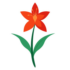 watsonia meriana  vector on white-background