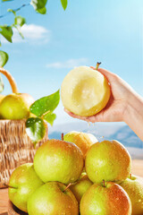 Juicy Asian Pears Fresh Harvest, Ripe and Ready, Fresh green pears with water drops falling in...