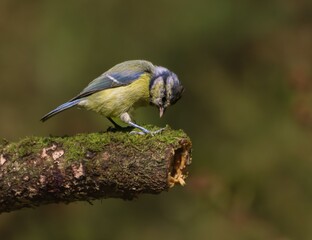 Blue Tit on Mossy Branch