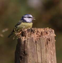 Blue Tit Bird on Wooden Post