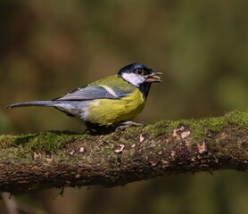 Great tit bird on a mossy branch.