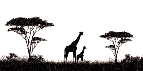 Giraffes and acacia trees silhouetted against the night sky. African wildlife concept.