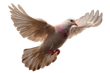 white dove flying in front of glowing sun, isolated on white background