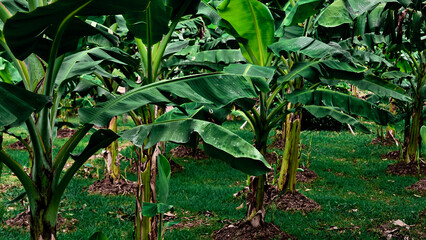 green leaves in the garden