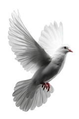 minimal white dove silhouette flying, isolated on white background