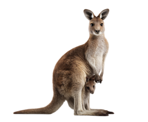 A female kangaroo with a joey in her pouch