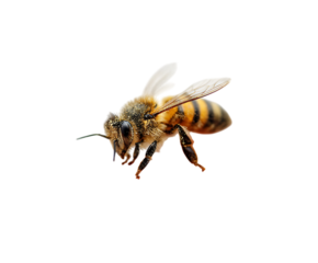 Close up of honey bee mid flight, showcasing wings and pollen.