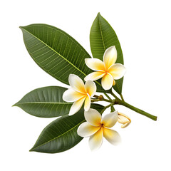Fototapeta premium A beautiful cluster of white and yellow frangipani flowers and green leaves is isolated, perfect for a transparent background.