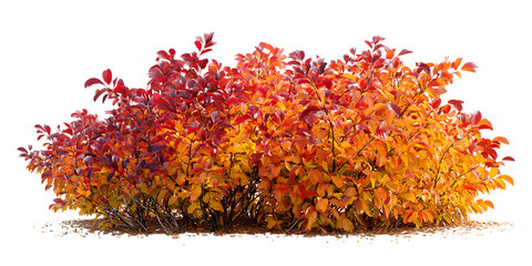 Red and orange leaves of a bush in autumn against a black background.