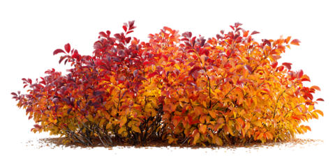 Red and orange leaves of a bush in autumn against a black background.