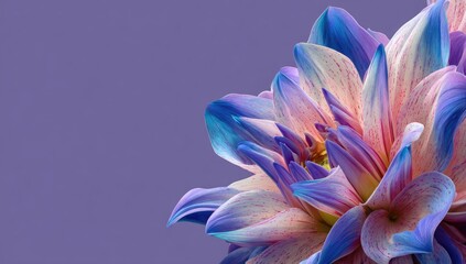 Close-up of vibrant dahlia flower, pastel colors
