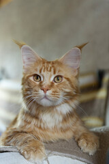 Porträt eines red-tabby Maine Coon Kater