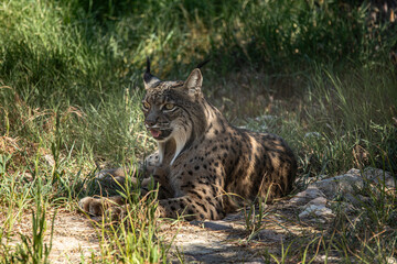 Iberian lynx resting under the shade of a tree on a sunny day