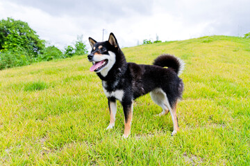 柴犬