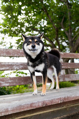 柴犬