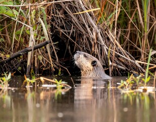 Beaver emerging from its den
