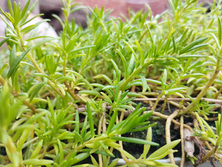 Beautiful Close-up of Fresh Green Plant Stems and Leaves