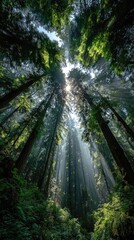 Sunlight filtering through redwood forest canopy