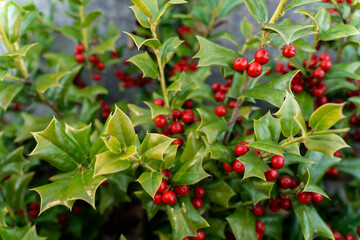 red berries on a bush