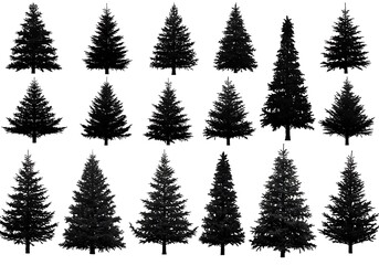 Fototapeta premium Evergreen Silhouettes: A Collection
