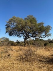 tree in the game reserve in winter