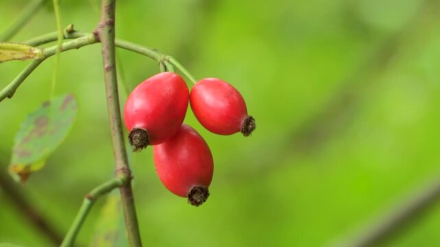 Rosehips on the bush, Austria