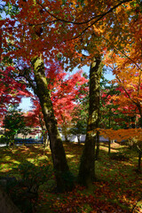 Beautiful autumn scenery in Kyoto, Japan