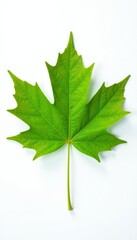 Single elegant green maple leaf, pristine white background, maple leaf, design